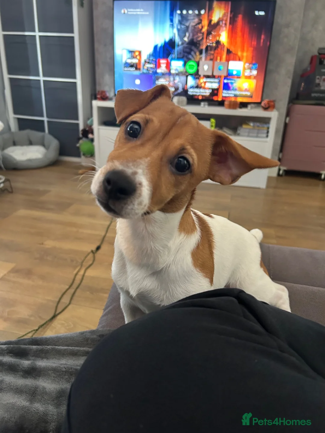 Jack Russell dogs for sale: Jack Russell  in Sheerness - Advert 7