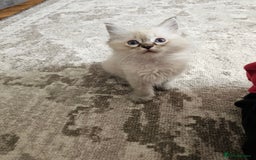 Ragcoon cats for sale: Ragcoon Kittens - Image 7