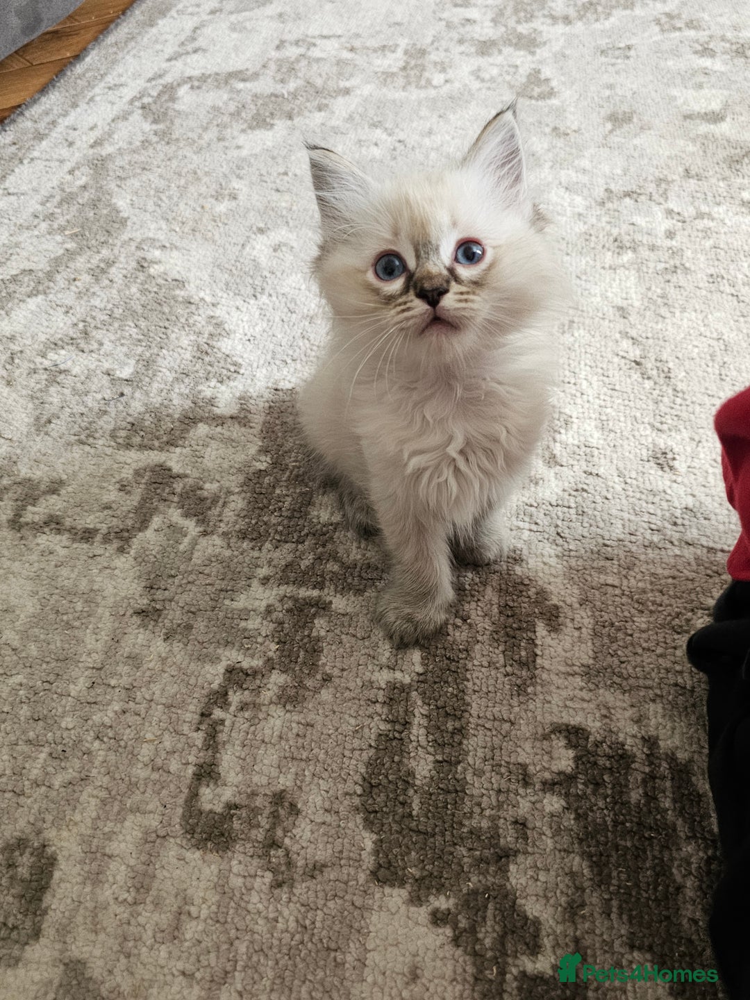 Ragcoon cats for sale: Ragcoon Kittens - Image 7