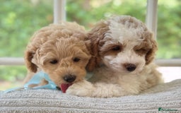 Mixed Breed dogs for sale: Teddy bear puppies - Image 6