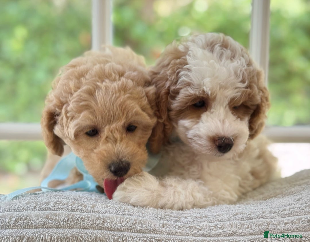 Mixed Breed dogs for sale: Teddy bear puppies - Image 6