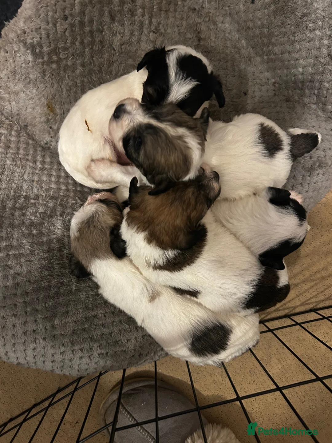 Mixed Breed dogs for sale: Terrier x in Dunmow - Advert 11