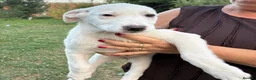 Mixed Breed dogs for adoption: 🤍 Beautiful CARLA - for a Loving Home 🐾 - Advert 22