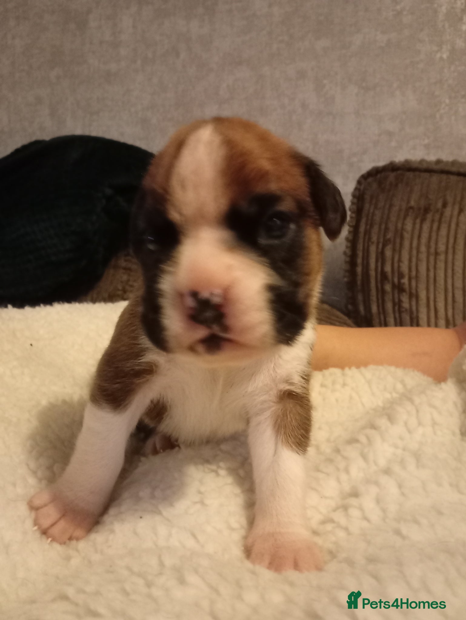 Boxer dogs 🩷🩵stunning KC registered boxers - Advert 3