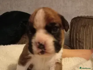 Boxer dogs 🩷🩵stunning KC registered boxers - Advert 3