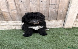 Sheepadoodle dogs for sale: F1 Sheepadoodle  in Doncaster - Image 31