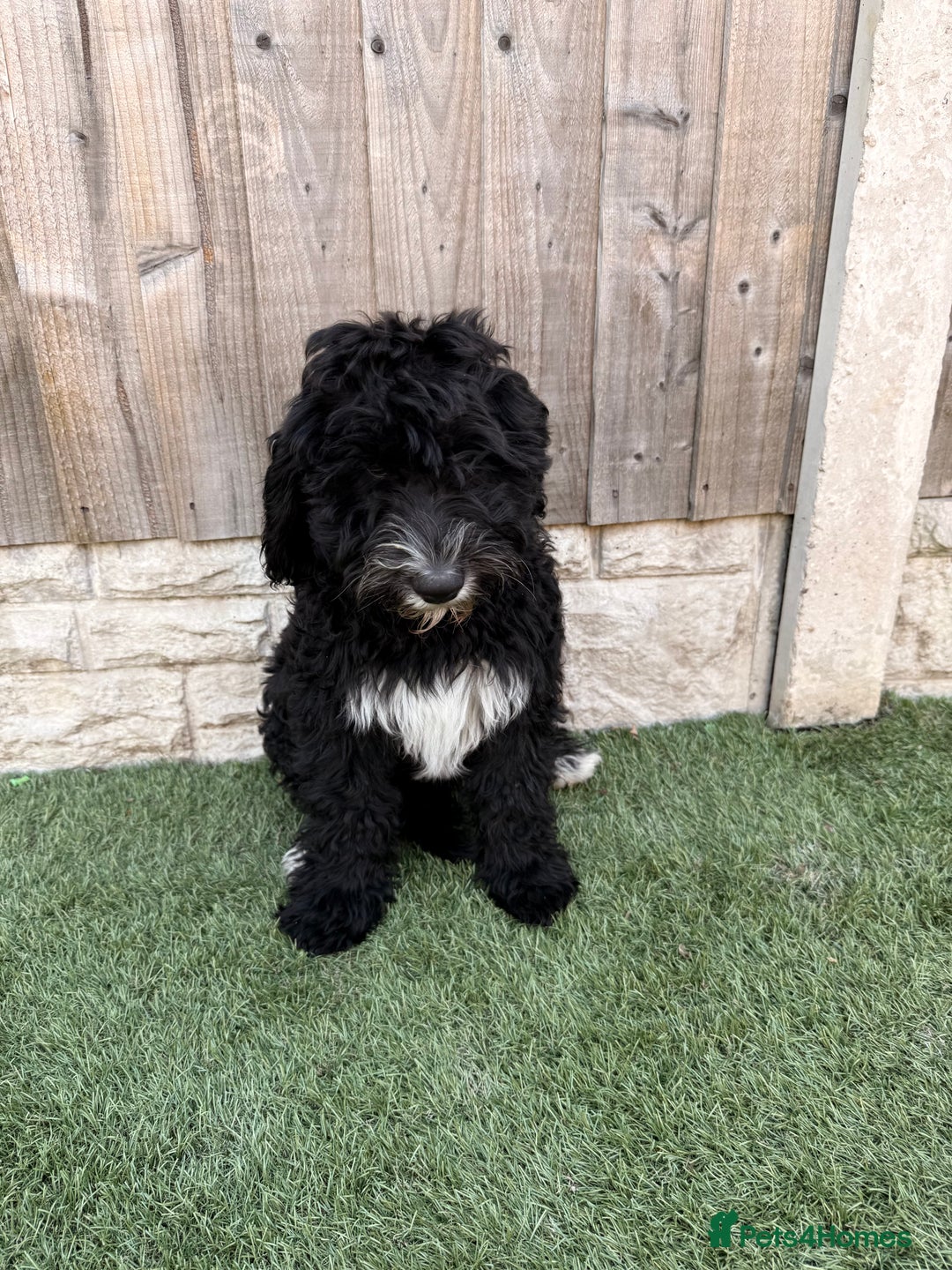 Sheepadoodle dogs for sale: F1 Sheepadoodle  in Doncaster - Image 31