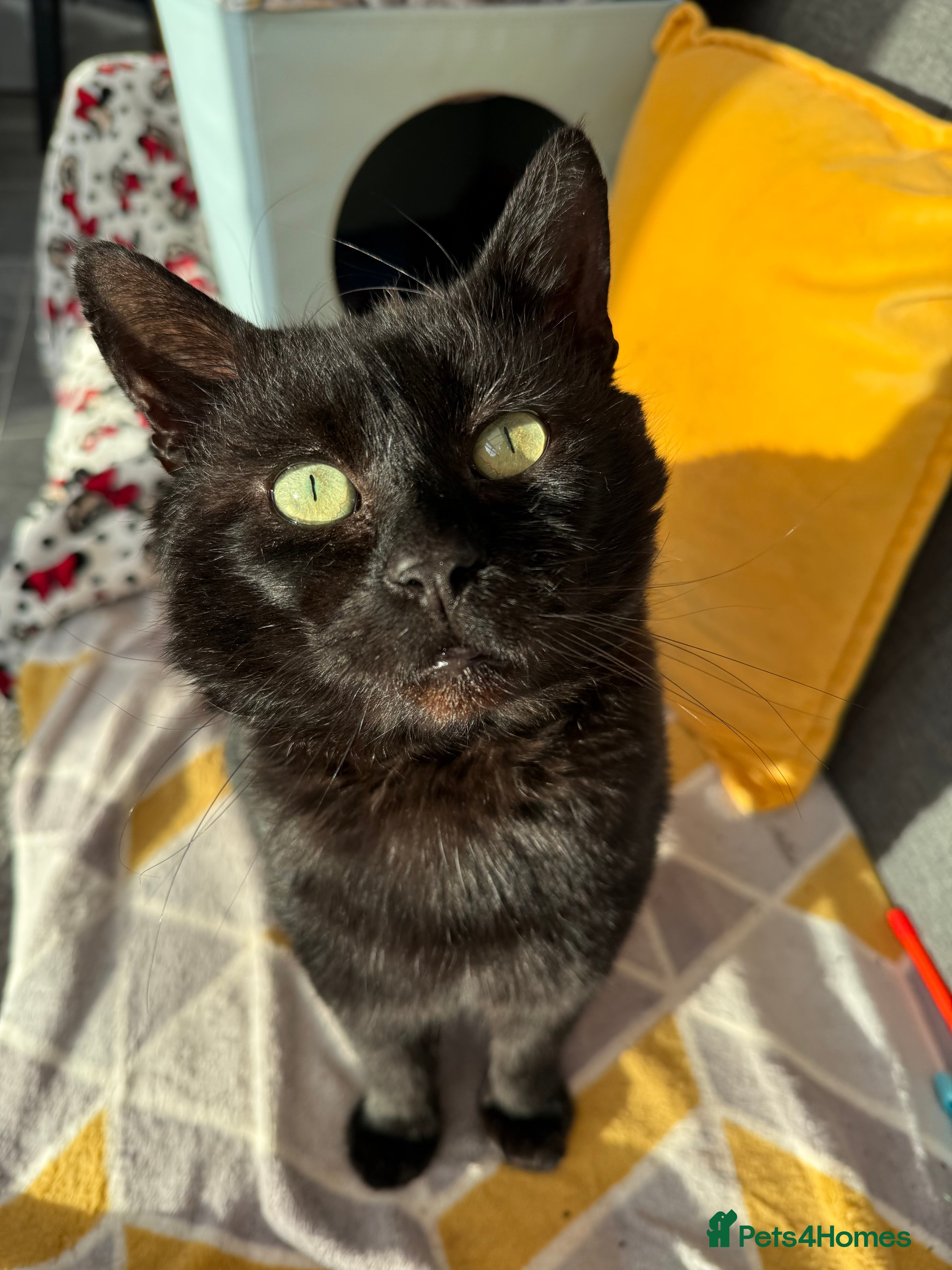 Domestic Shorthair cats Meet Douglas! - Advert 7