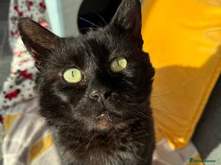 Domestic Shorthair cats Meet Douglas! - Advert 3