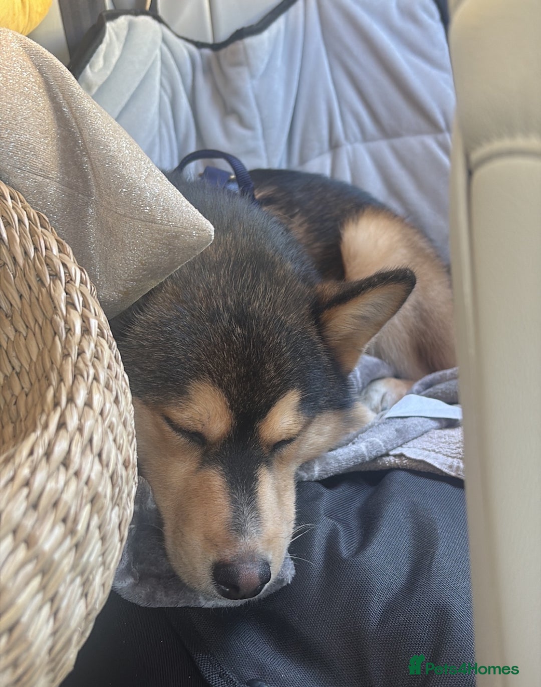 Pomsky dogs for sale: 7 month old Pomsky - Blue eyes - Advert 1