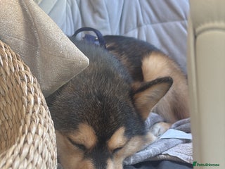 Pomsky dogs 7 month olf Pomsky - Advert 6