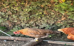 Chickens poultry for sale: 8 hybrid hens for sale  - Image 10