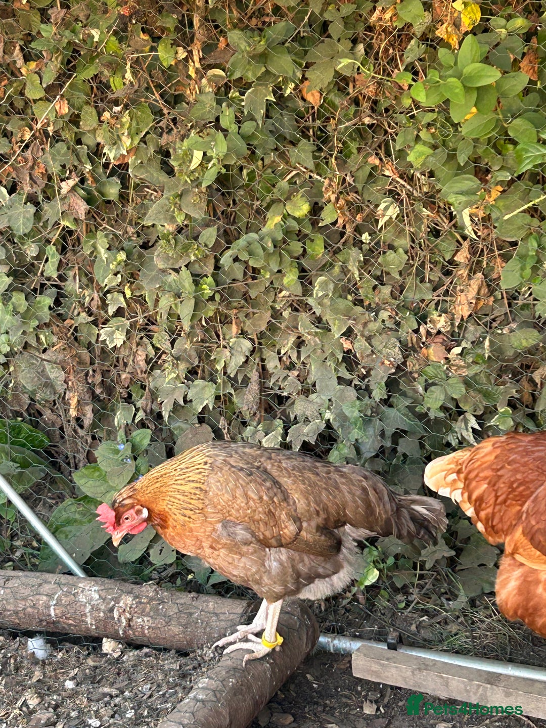 Chickens poultry for sale: 8 hybrid hens for sale  - Image 10
