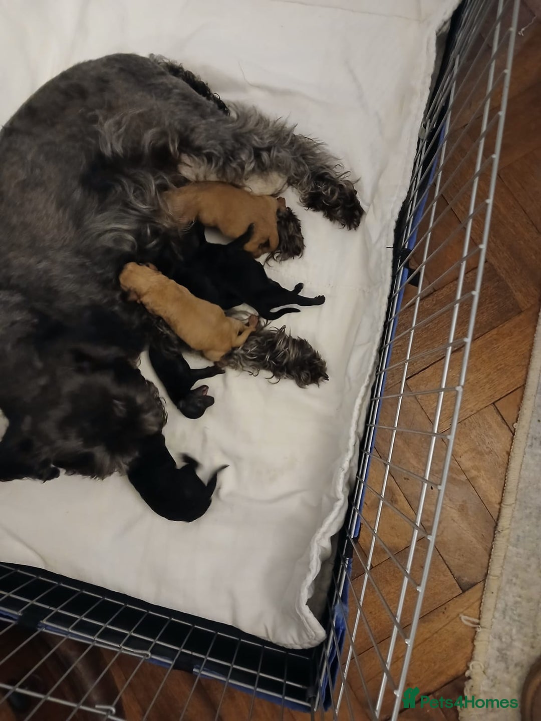 Schnoodle dogs for stud: RARE coloured mini schnoodle - Stud  - Advert 18