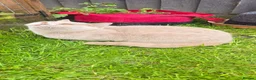British Shorthair cats for sale: Adult active lilac queen. - Advert 2