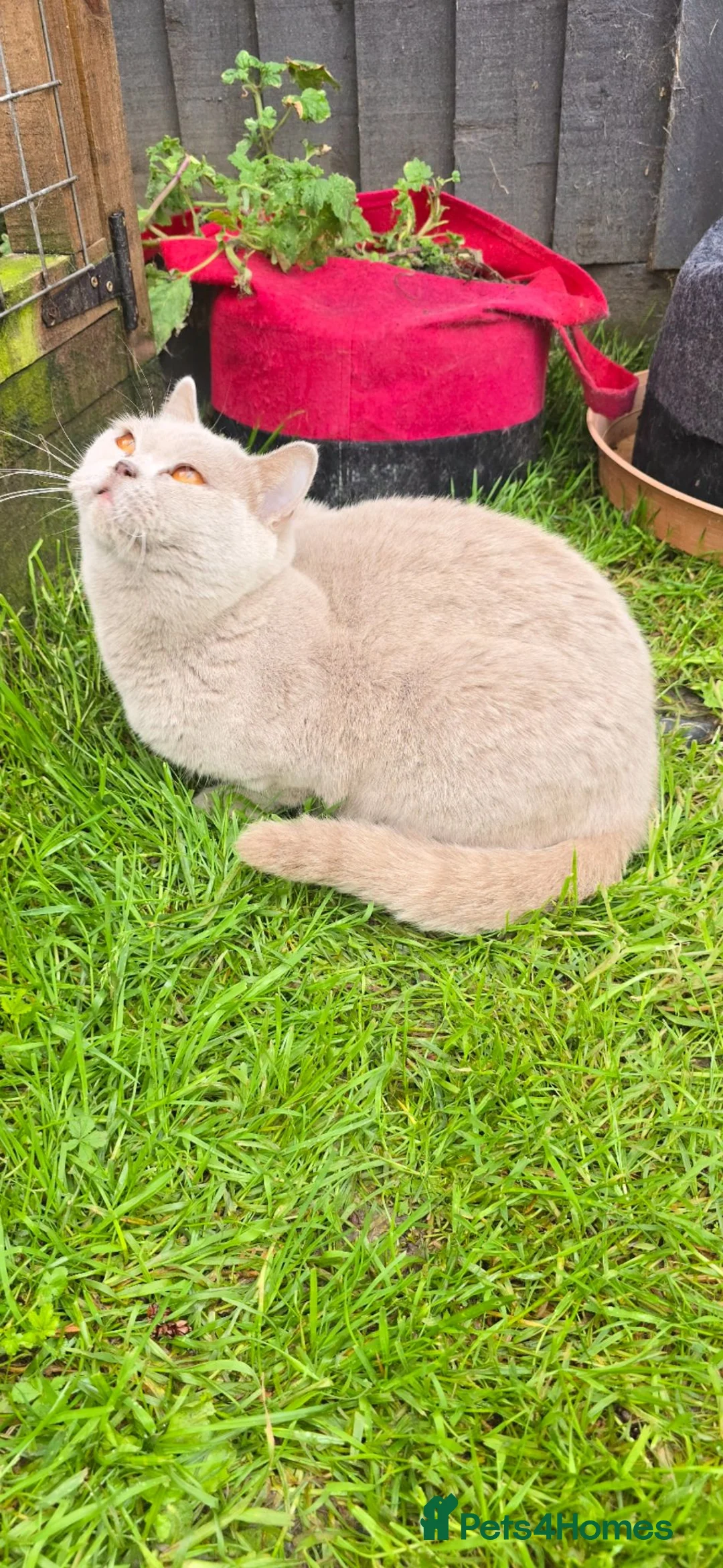 British Shorthair cats for sale: Adult active lilac queen. - Advert 2