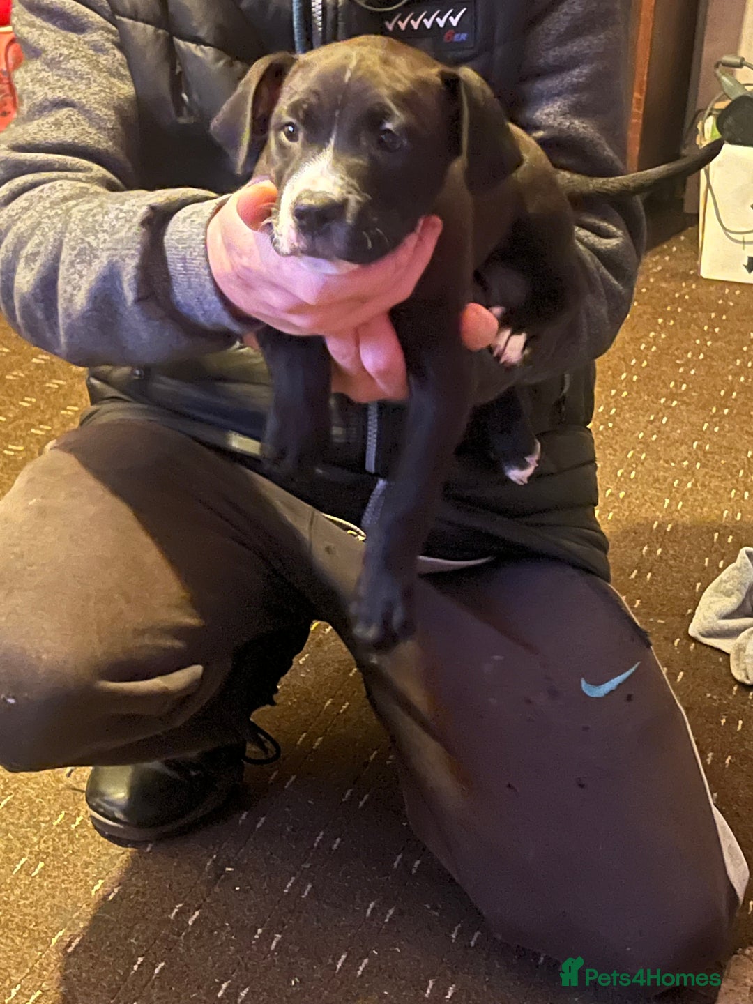 Mixed Breed dogs for sale: Female puppy  - Advert 6