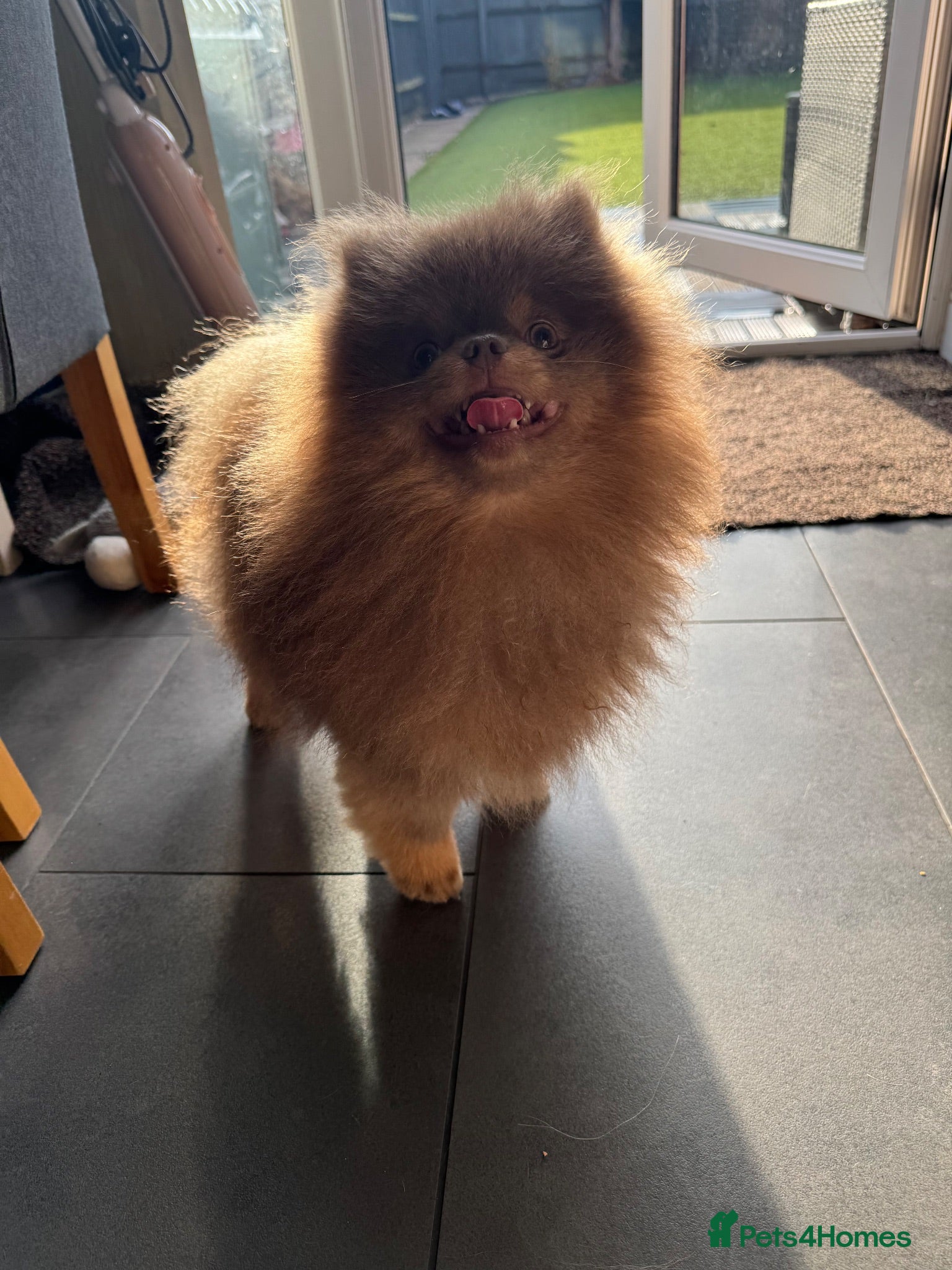 Pomeranian dogs TINY DNA Tested KC Reg Lilac & Tan Stud  - Advert 2