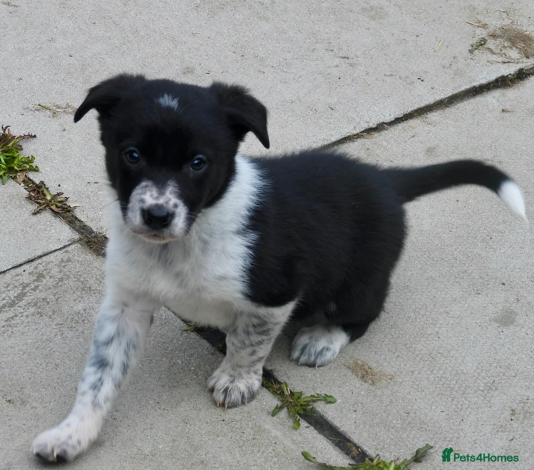 Border Collie dogs for sale: 3 lovely pups for sale - Advert 2