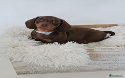 Dachshund dogs for sale: Tink and big momma  - Image 7