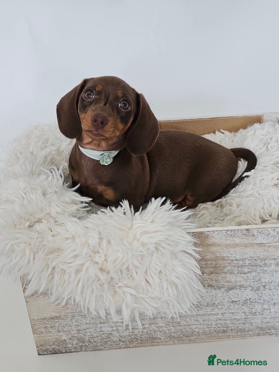 Dachshund dogs for sale: Tink and big momma  - Image 7