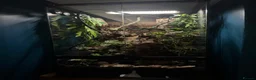 Gecko reptiles for sale: Crested Gecko with set up  - Advert 6