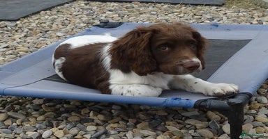 English Springer Spaniel dogs - Advert 1