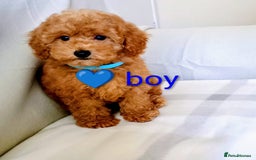 Toy Poodle dogs for sale: Tiny Toy Poodle - Image 6
