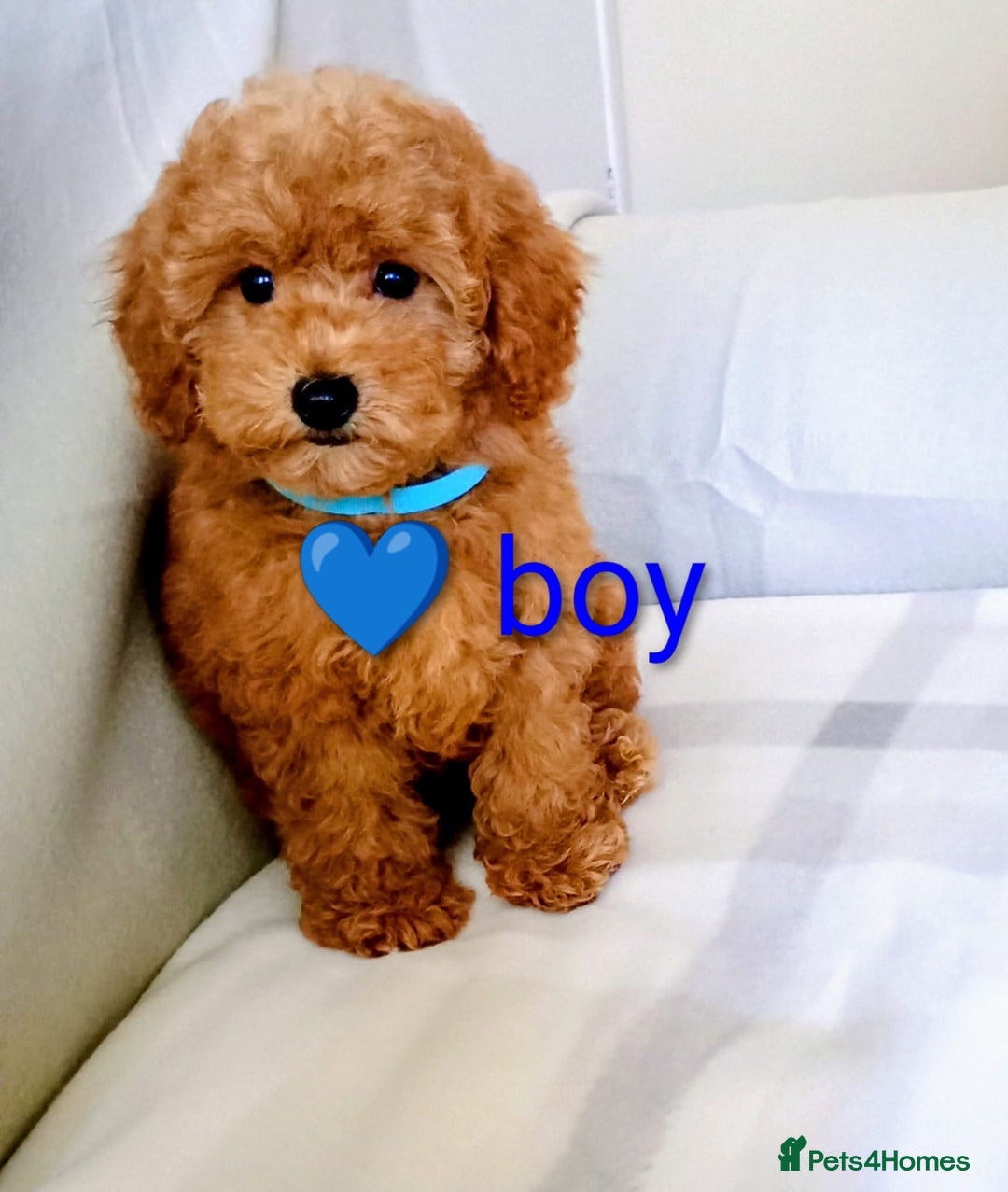 Toy Poodle dogs for sale: Tiny Toy Poodle - Image 6