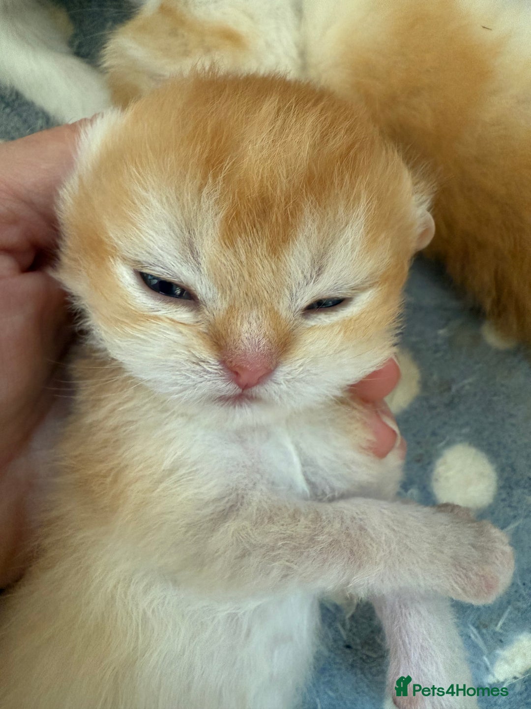 British Shorthair cats for sale: GCCFreg BSH & BLH Chocolate & Black Golden Kittens - Image 12