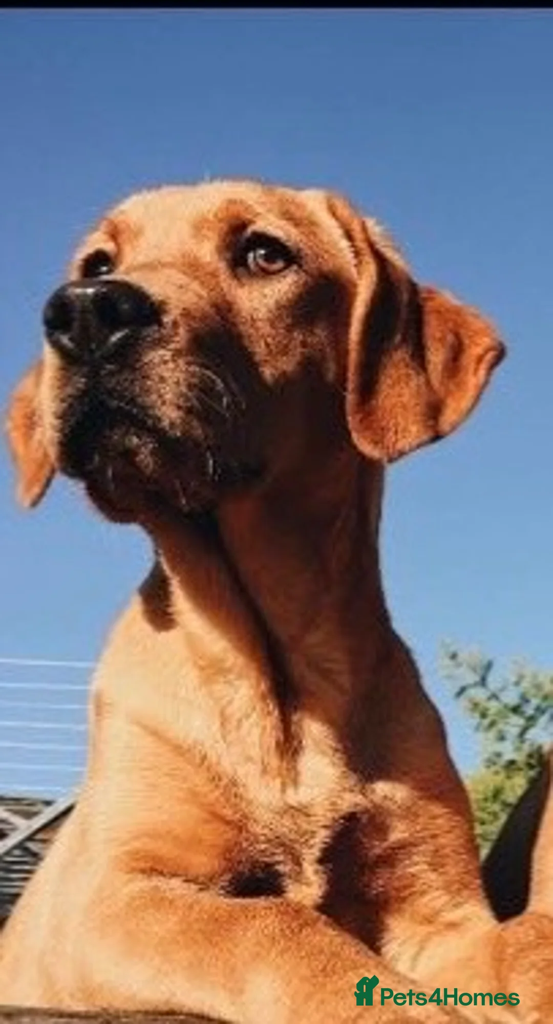 Labrador Retriever dogs for sale: DARK FOX RED KC LAB PUPS HEALTH TESTED 5* BREEDER - Advert 2