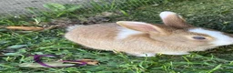 Mixed Breed rabbits for sale: 6 bunnies.boys and girls - Advert 12