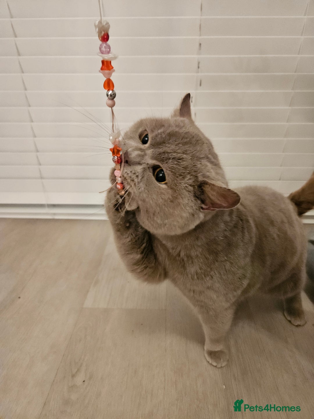 British Shorthair cats for stud: Lilac British shorthair For stud  - Advert 3