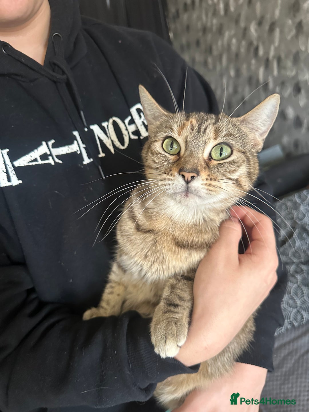 Mixed Breed cats for sale: Two female kittens read description - Advert 1