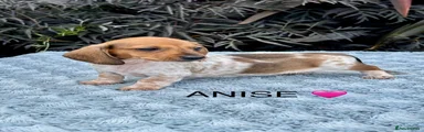 ANISE