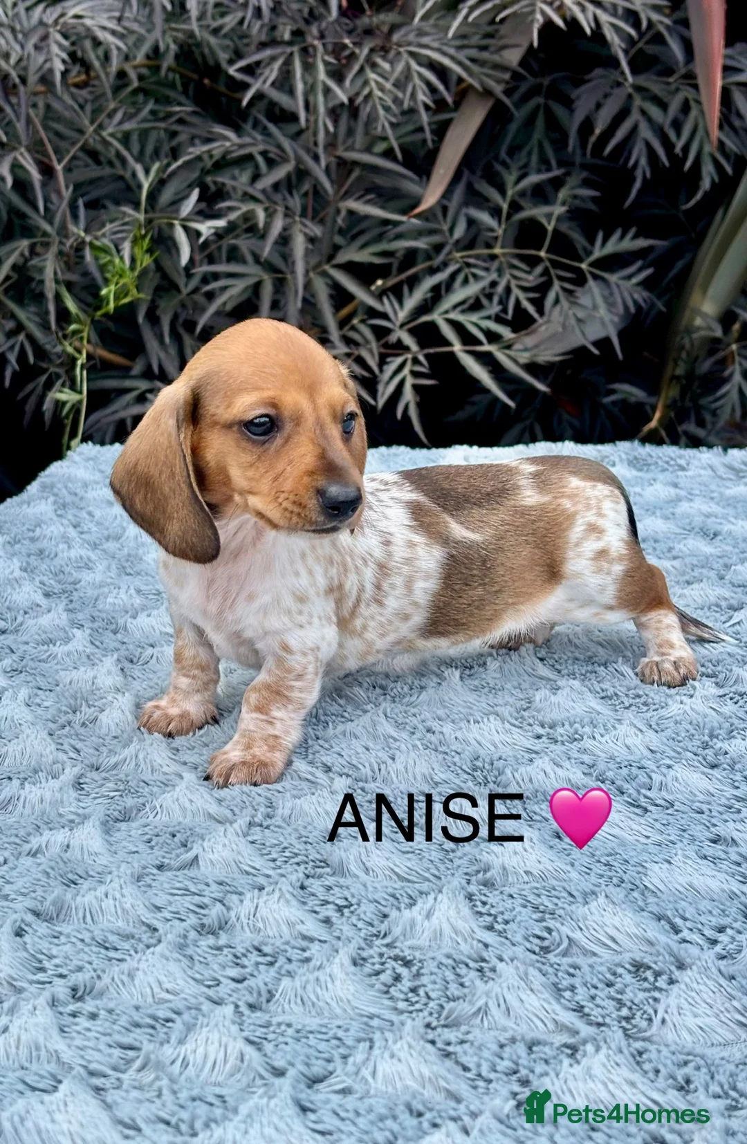 Miniature Dachshund dogs for sale: Pure Russian Piebald Miniature Smooth Dachshunds  - Advert 2