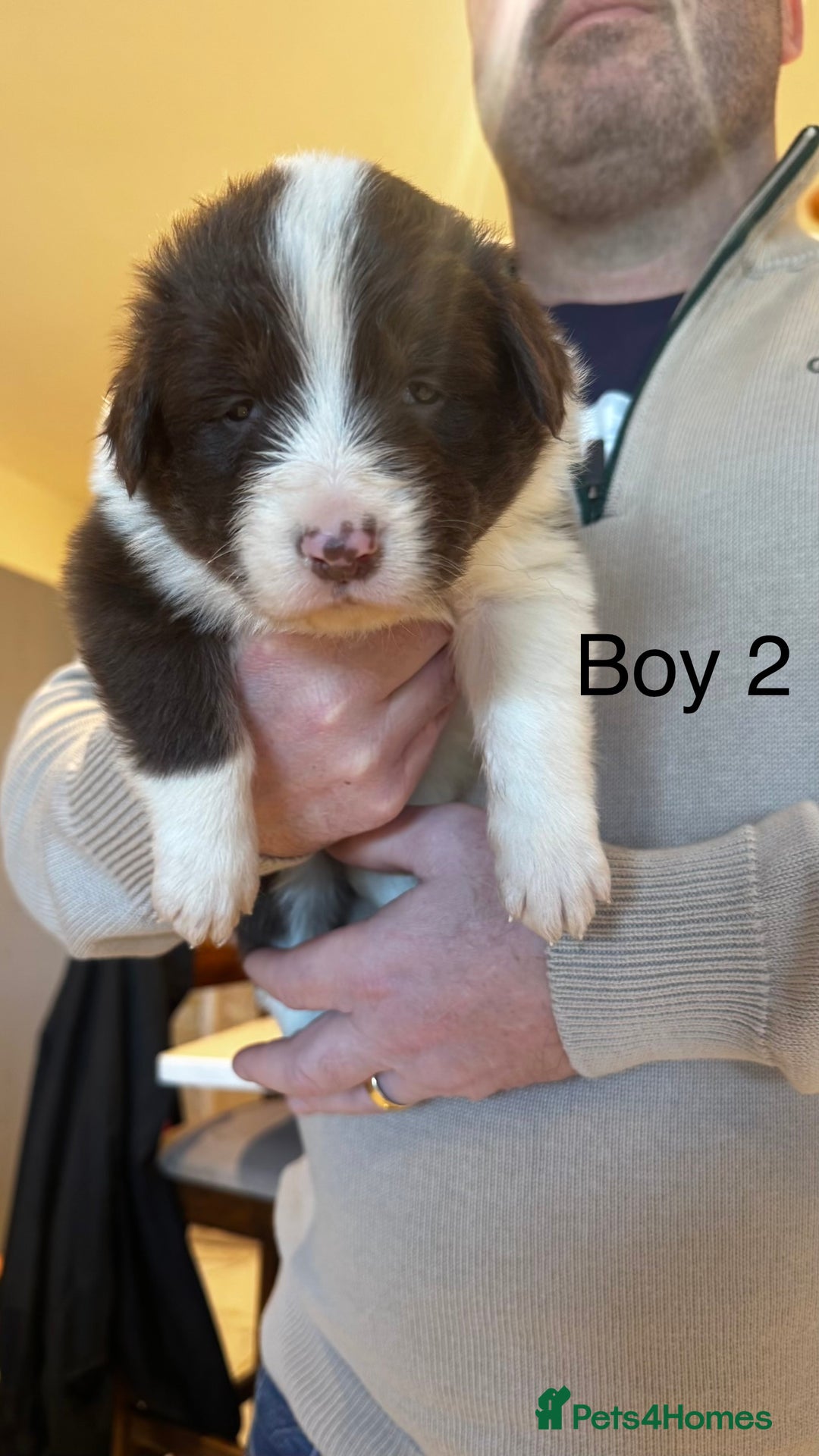 Border Collie dogs for sale: Beautiful Red tri pups  - Advert 13