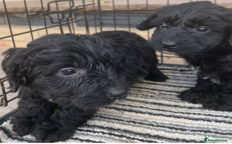 Sproodle dogs - Advert 15