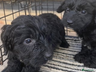 Sproodle dogs - Advert 13