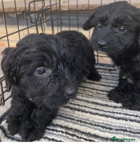 Sproodle dogs - Advert 1