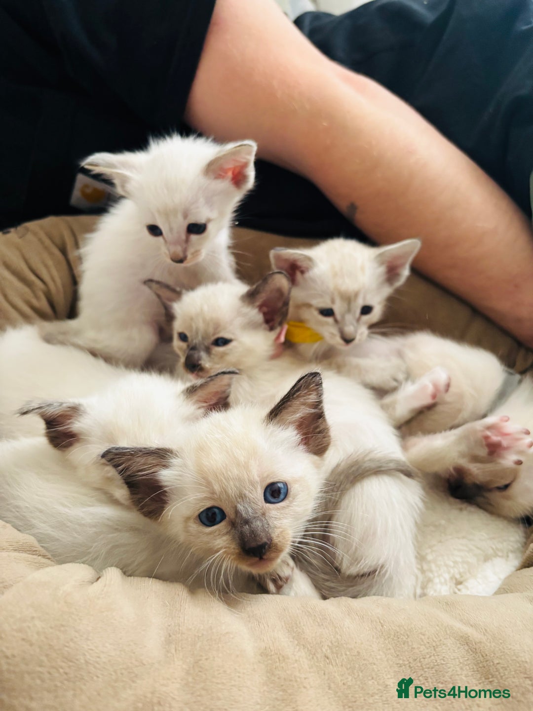 Ragdoll cats for sale: Ragdoll x Oriental kittens  - Image 12