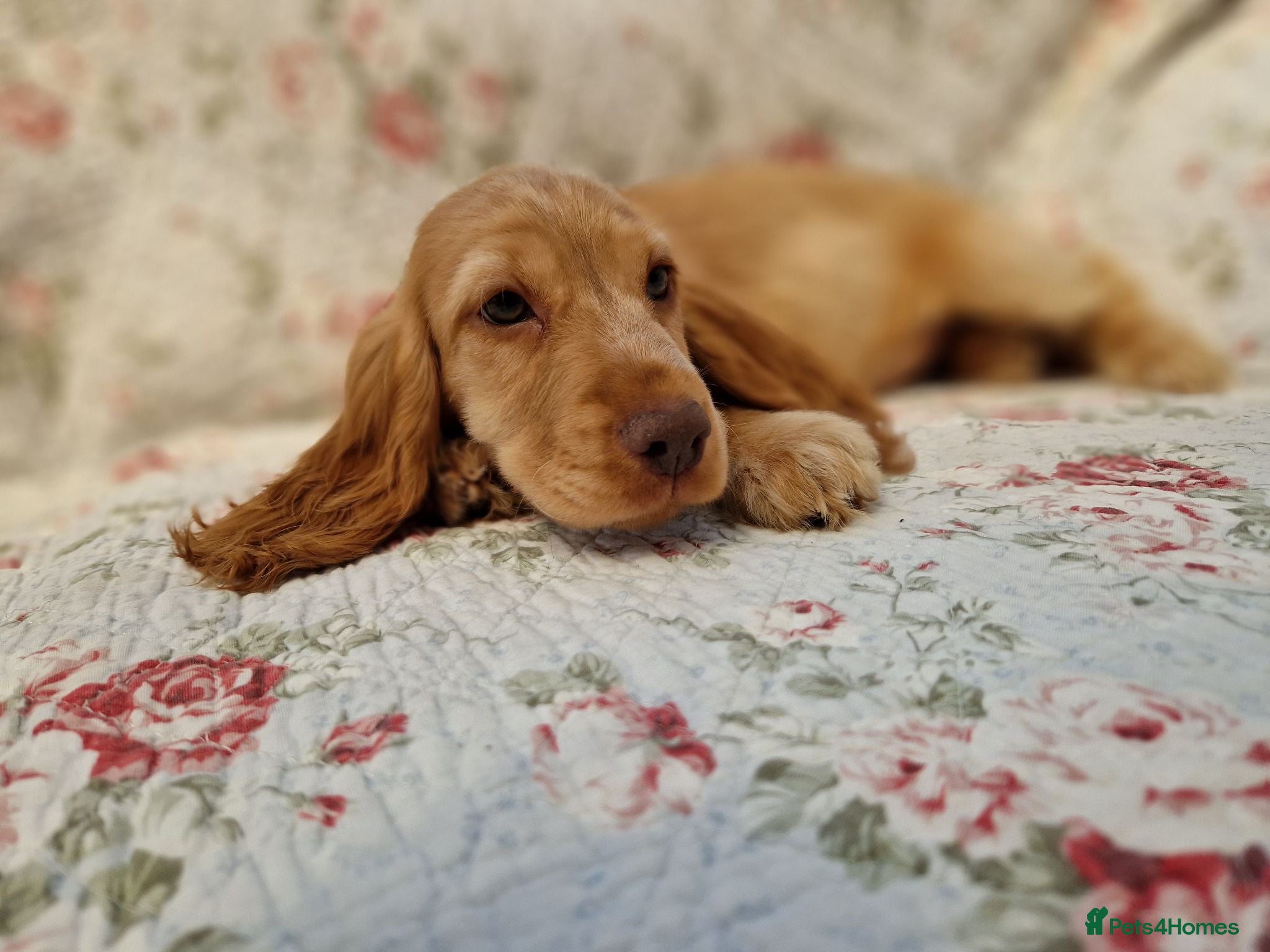 Cocker Spaniel dogs KC Pedigree Show Cocker Spaniel Puppies - Advert 2