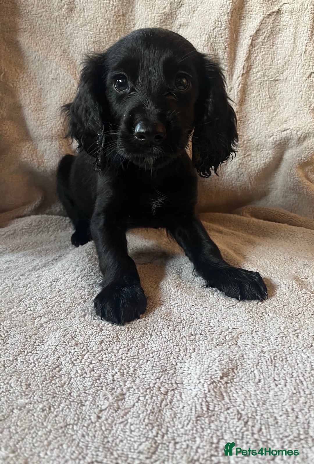 Cocker Spaniel dogs for sale: Working Cockerspaniel Pups  - Advert 10