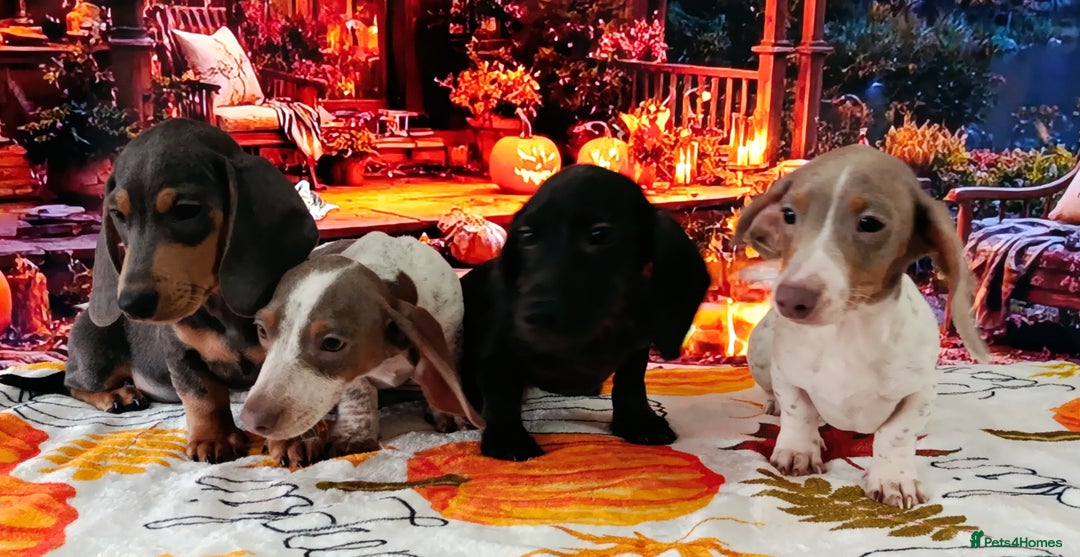 Miniature Dachshund dogs for sale: Fully vac RAINBOW MIX MINI DAXI KC REG PRA CLR - Image 9