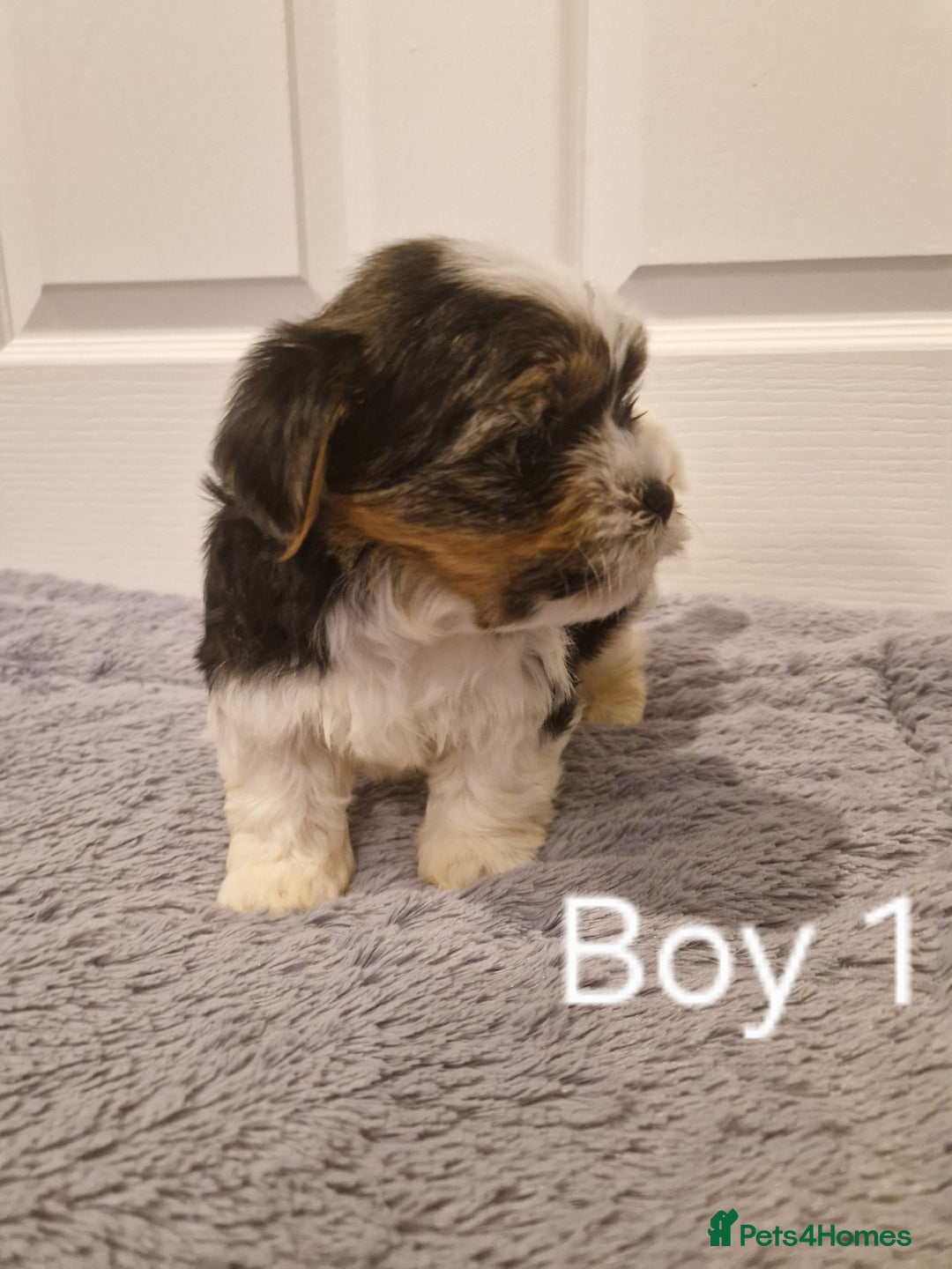 Biewer Terrier dogs for sale: Last Yorkshire Biewer Terrier Puppy Ready To Go! - Advert 8