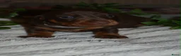 Dachshund dogs for sale: Dachshund pups  - Advert 6