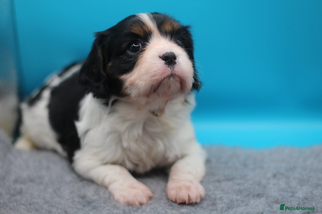 Cavalier King Charles Spaniel dogs for sale: Champion lines, heart/health tested, KC registered - Advert 16