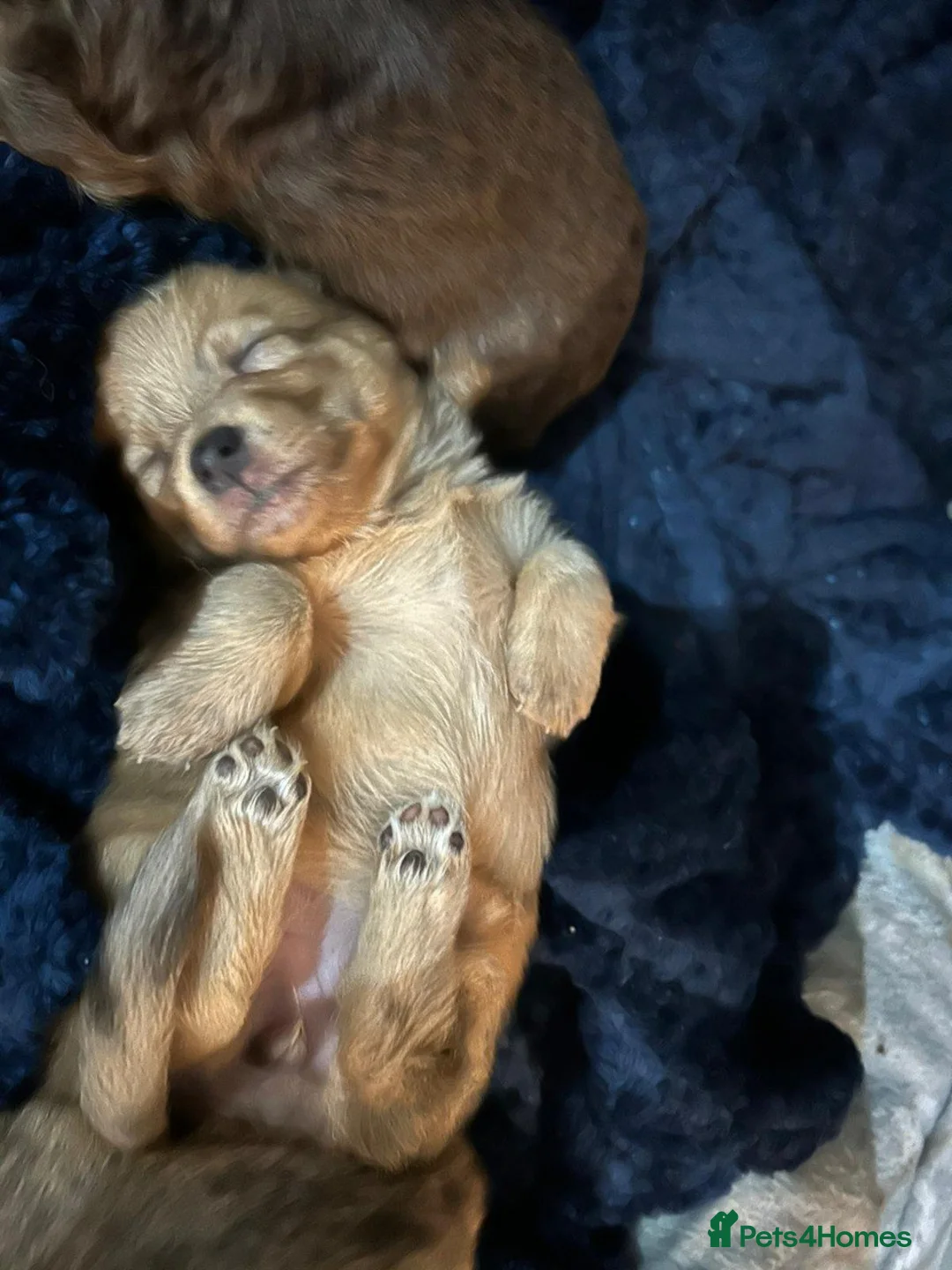 Mixed Breed dogs for sale: Adorable Miniature Dachshund Puppies - Advert 4