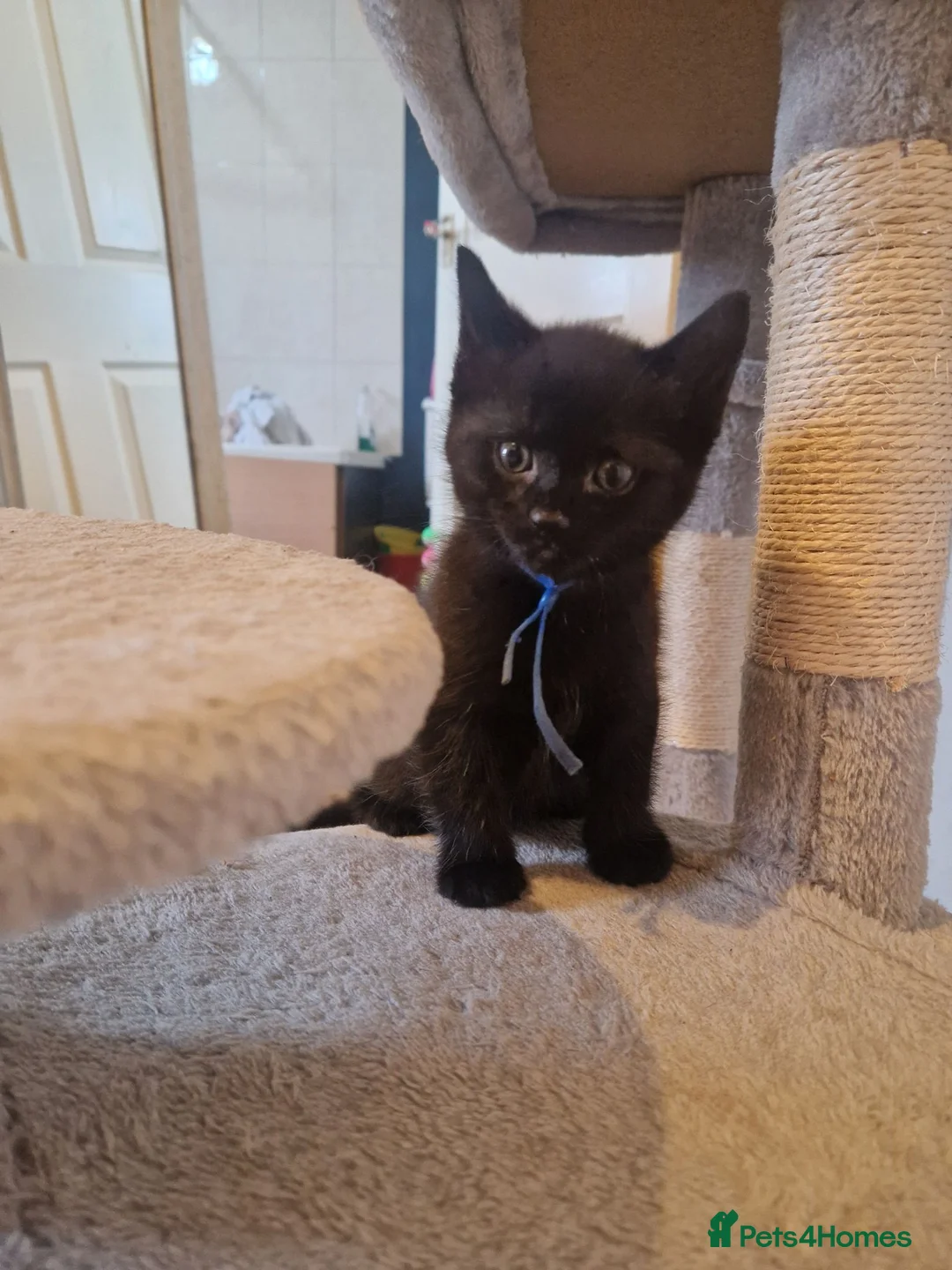 Mixed Breed cats for sale: Four kittens for sale. in Blackpool - Advert 2