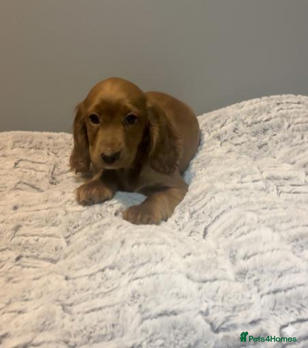 Cockapoo dogs for sale: Cockapoo puppies for sale  - Advert 4